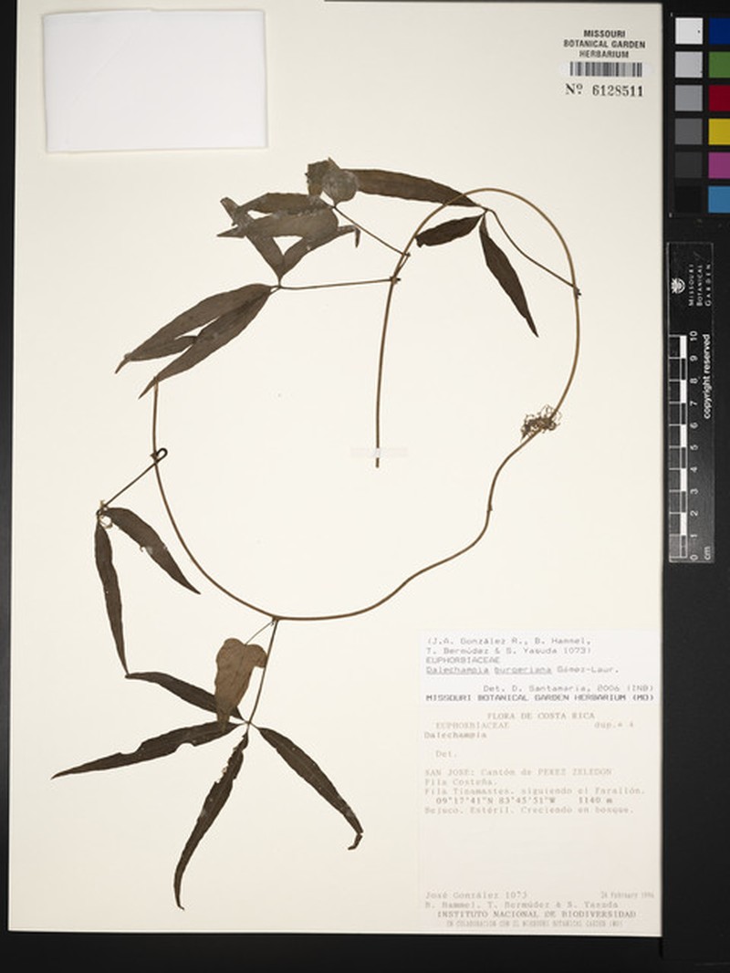 Dalechampia burgeriana