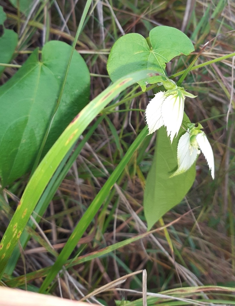 Dalechampia canescens