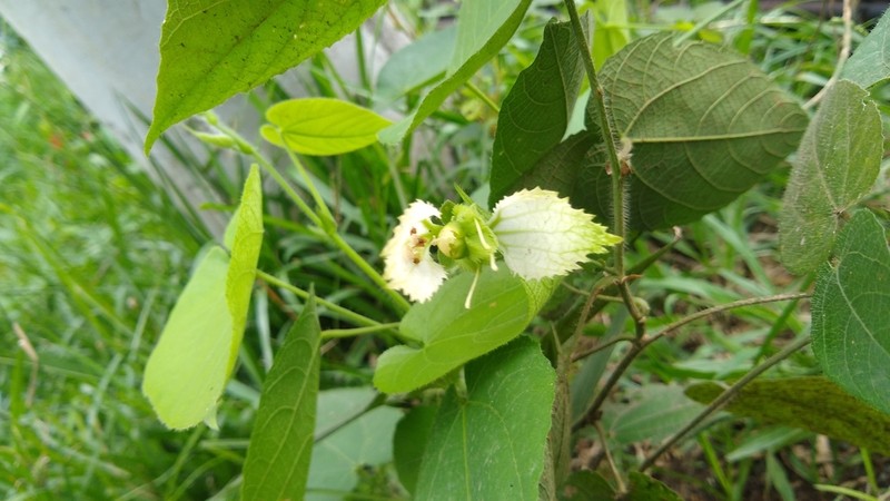 Dalechampia canescens photo 2