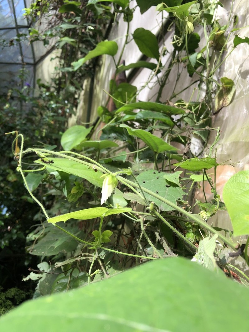 Dalechampia canescens photo 3