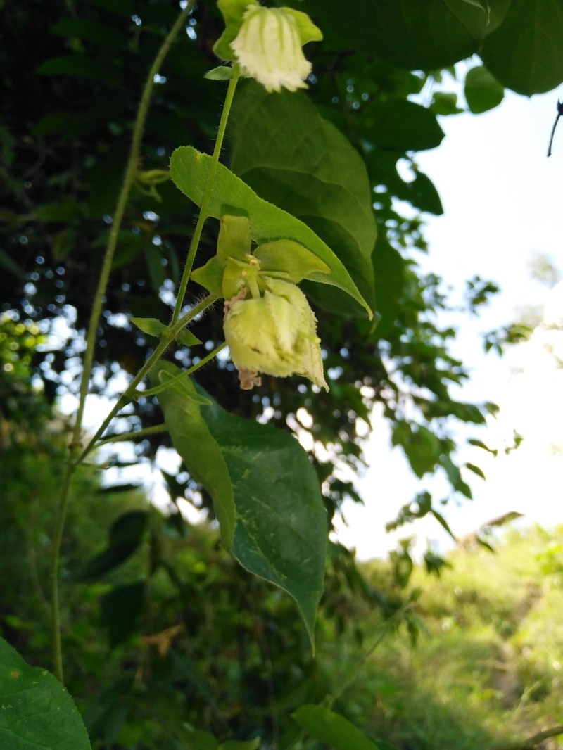 Dalechampia canescens photo 4