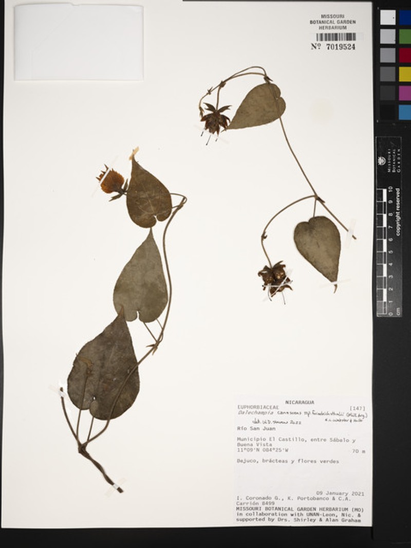 Dalechampia canescens photo 5