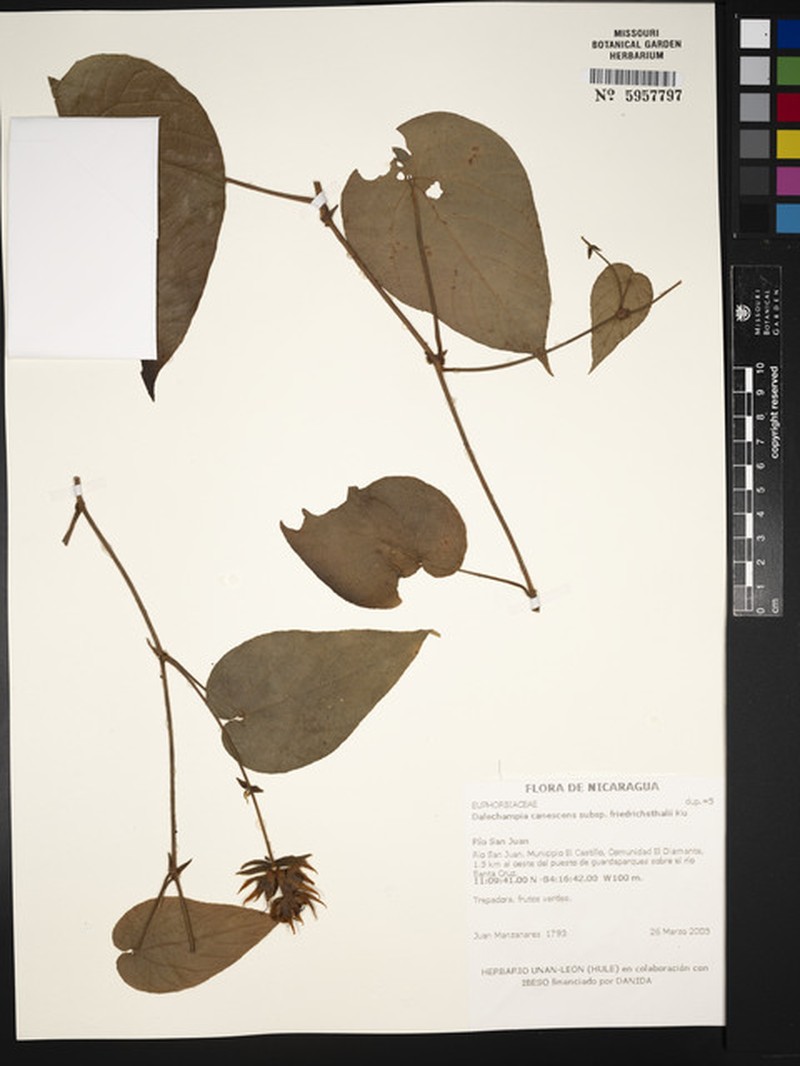 Dalechampia canescens photo 6