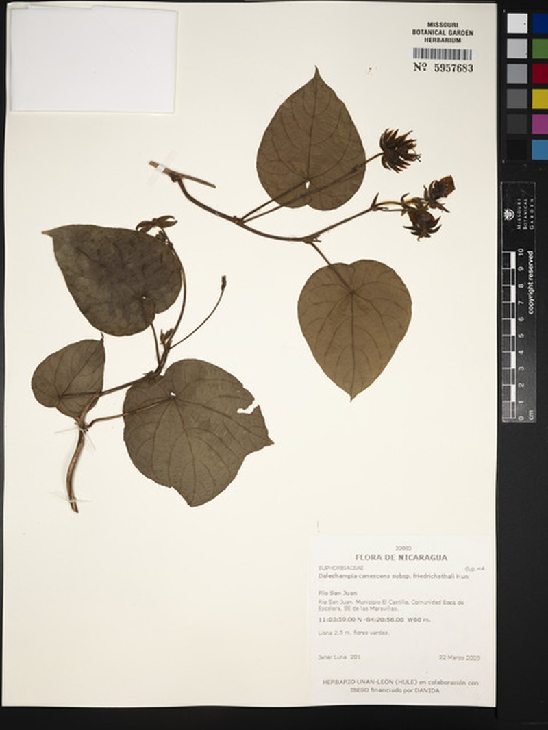 Dalechampia canescens photo 7