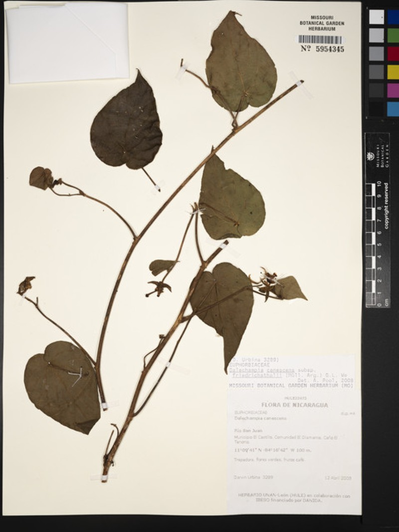 Dalechampia canescens photo 8
