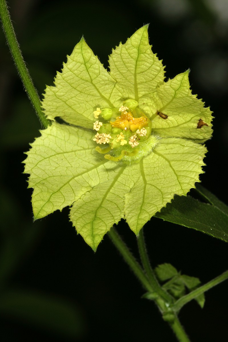 Dalechampia capensis