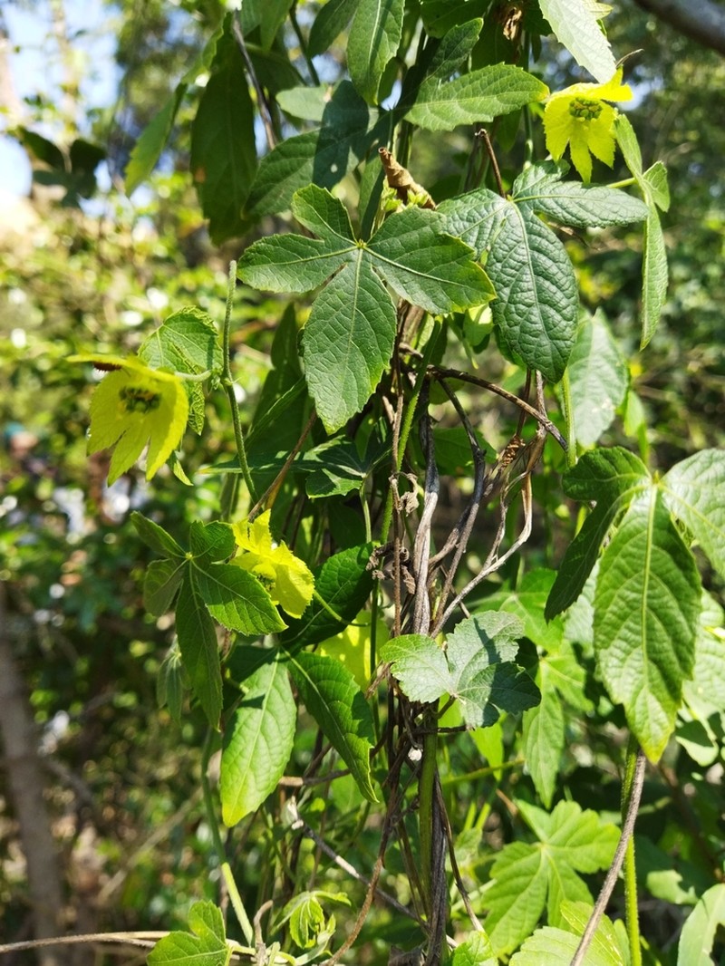 Dalechampia capensis photo 2