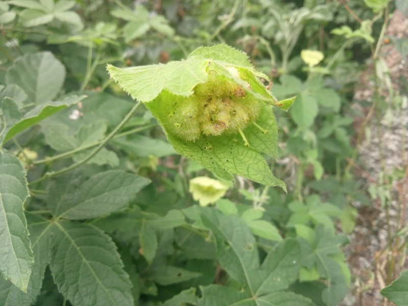 Dalechampia capensis photo 3