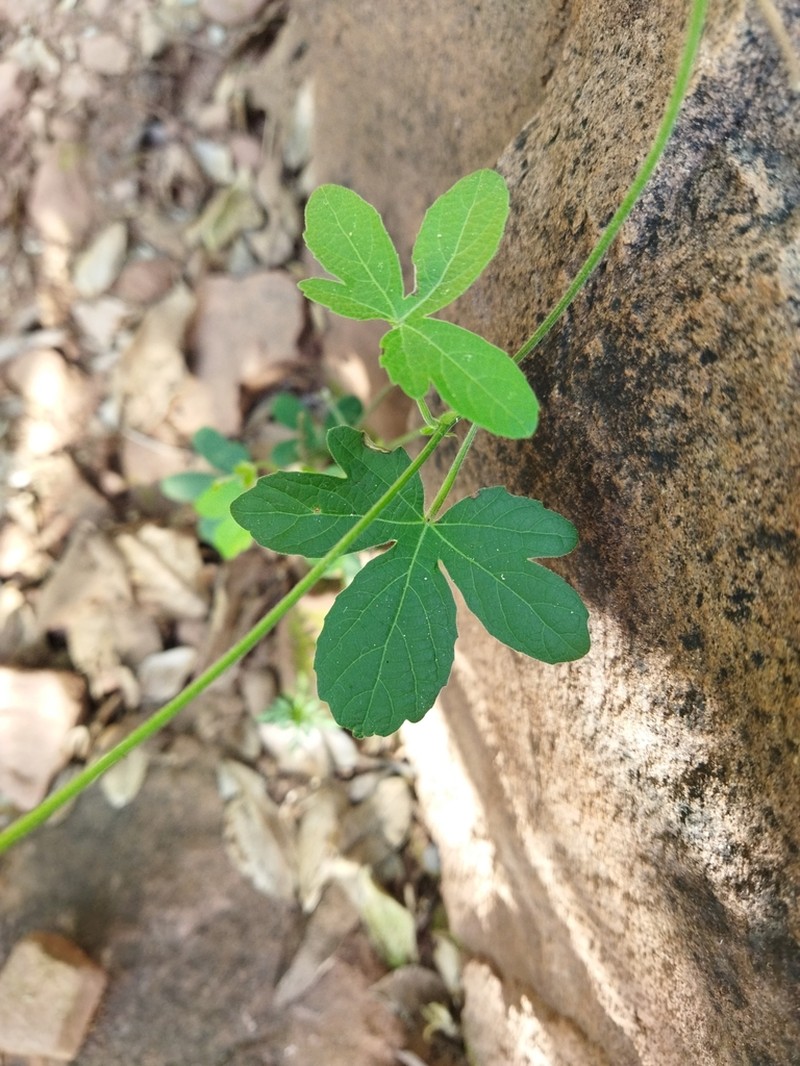 Dalechampia capensis photo 4