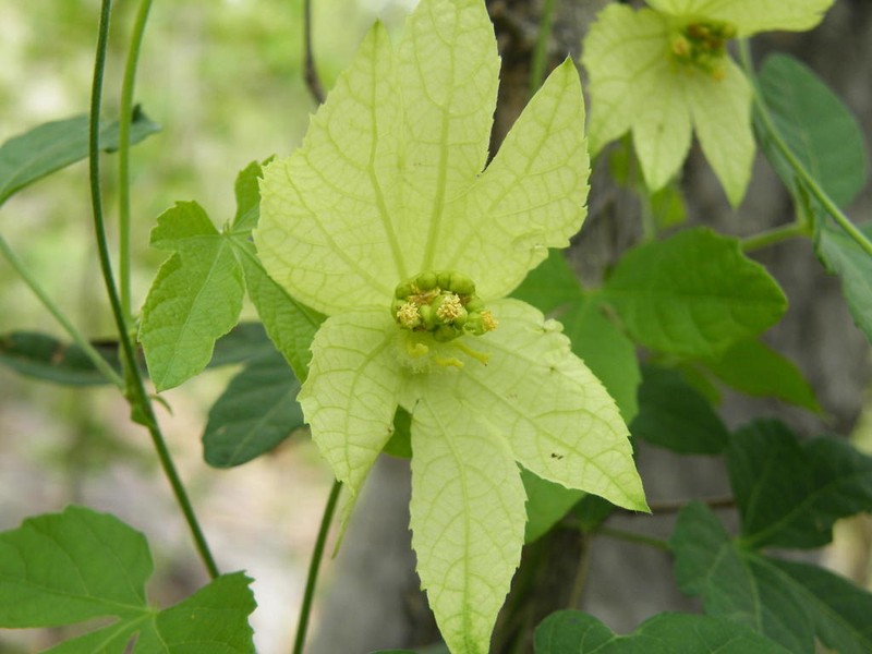 Dalechampia capensis photo 5