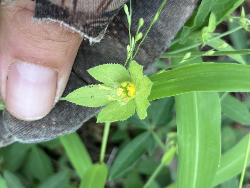 Dalechampia capensis photo 6