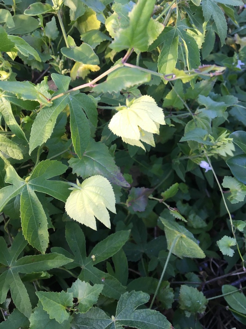 Dalechampia capensis photo 7