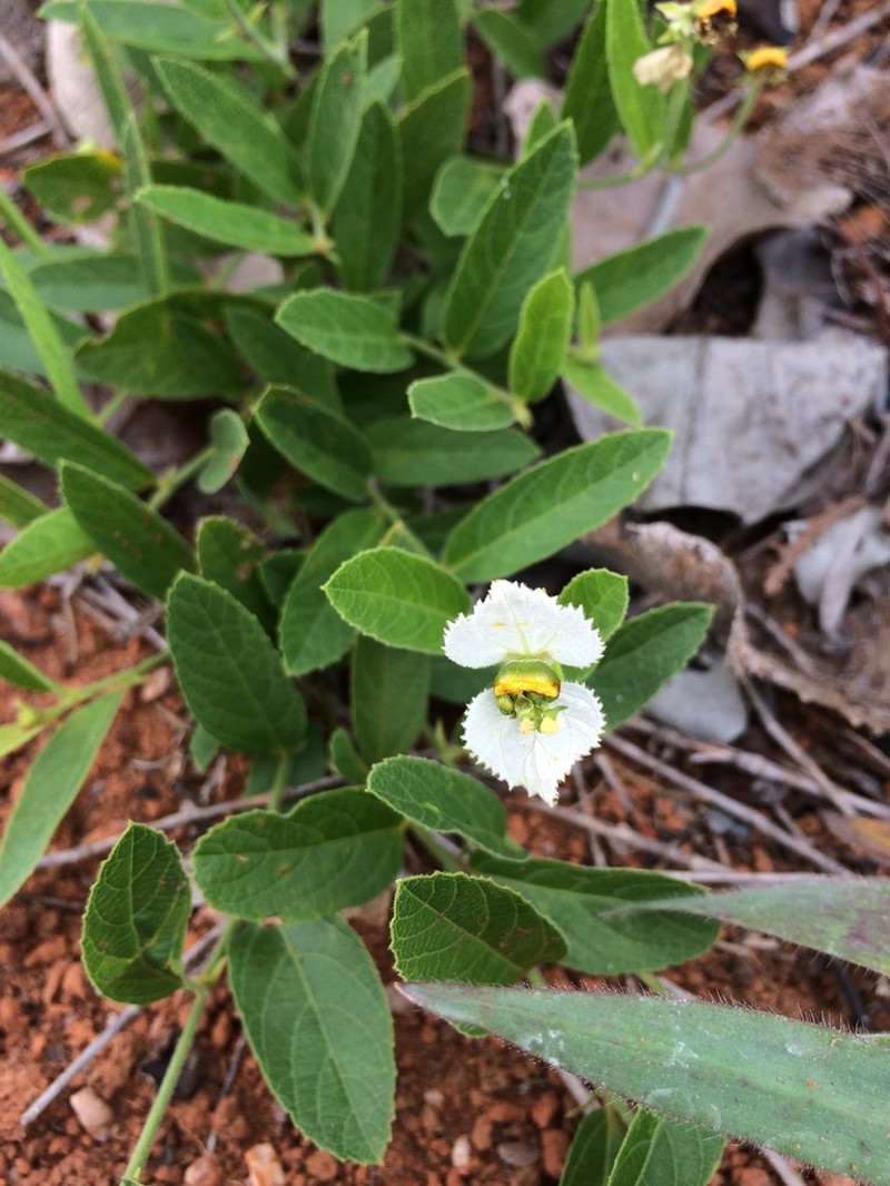 Dalechampia caperonioides photo 2