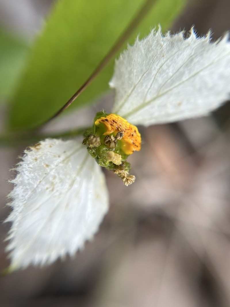 Dalechampia caperonioides photo 3