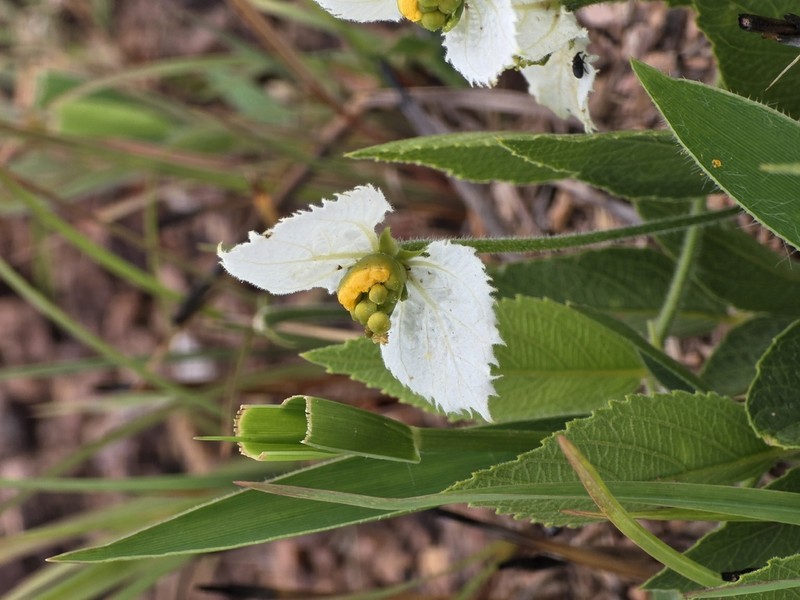 Dalechampia caperonioides photo 4