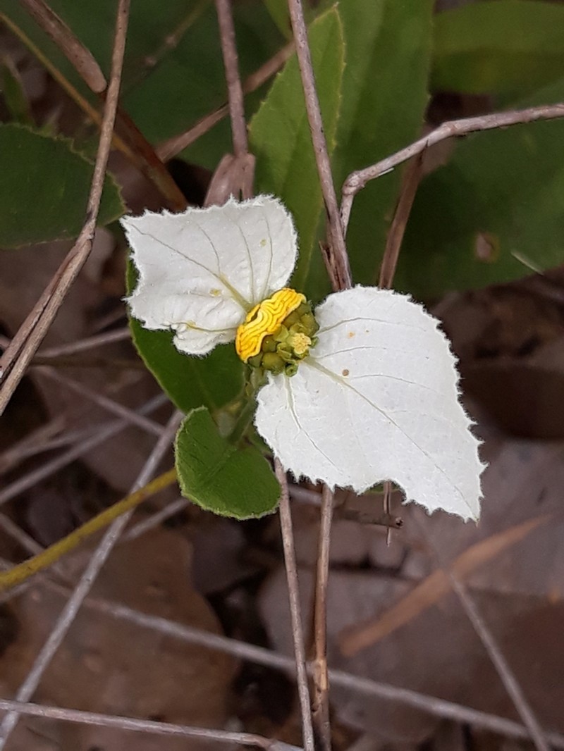 Dalechampia caperonioides photo 5