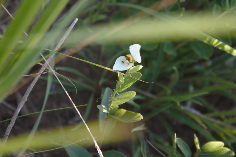 Dalechampia caperonioides photo 6