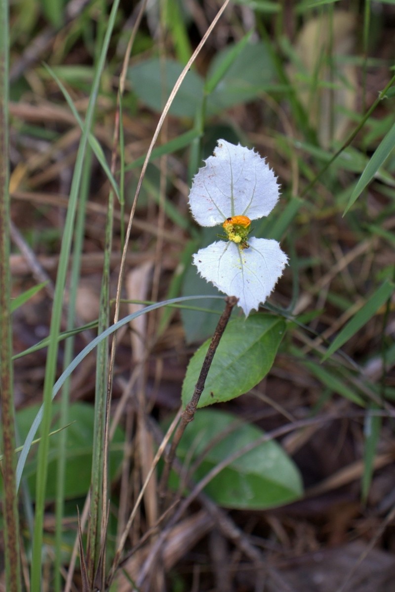 Dalechampia caperonioides photo 7