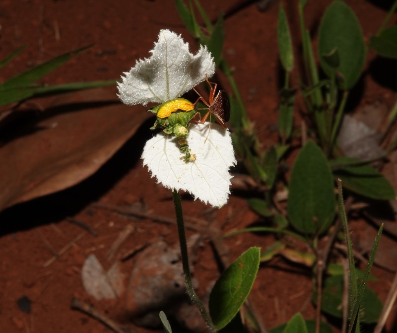 Dalechampia caperonioides photo 8