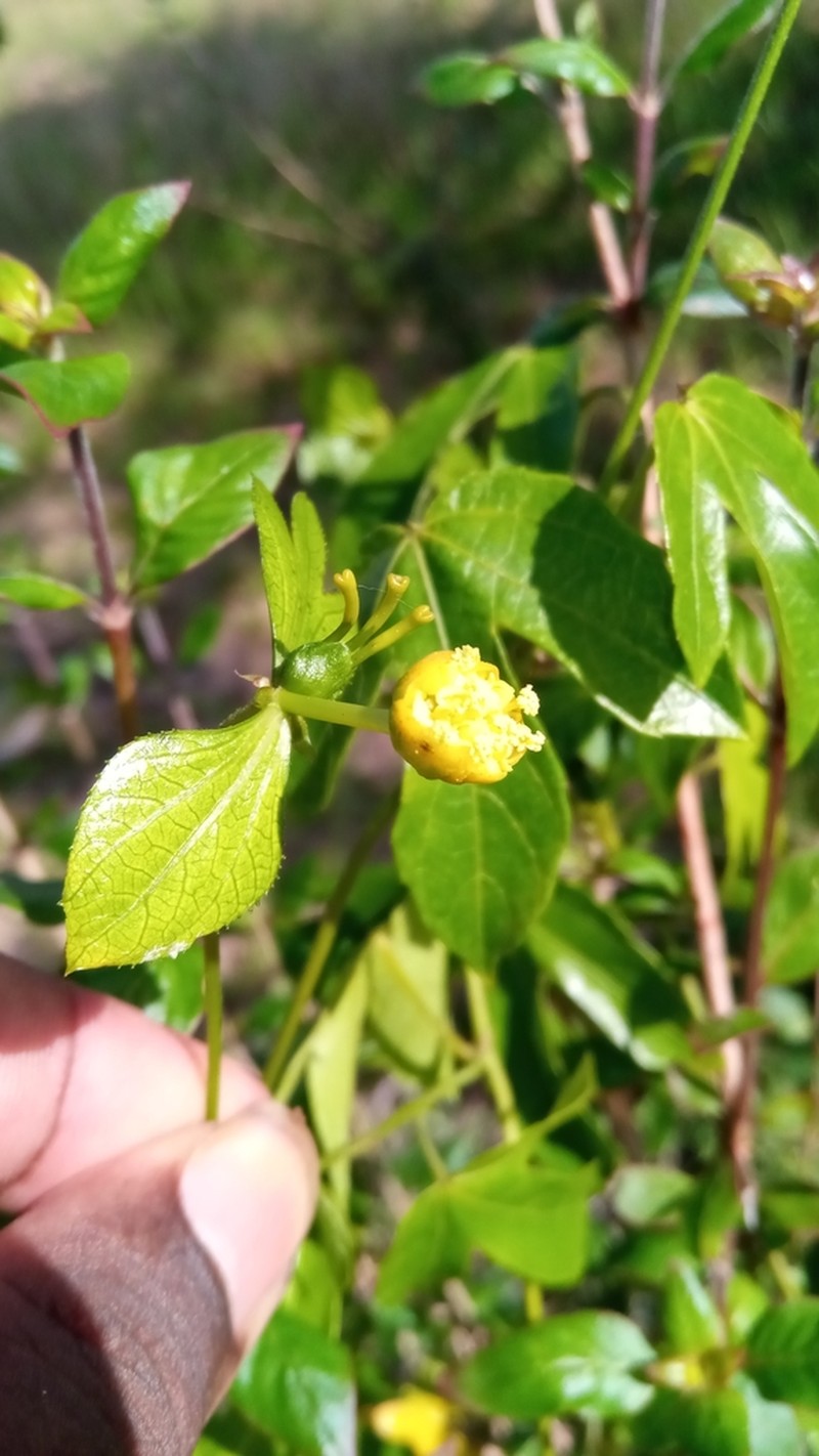 Dalechampia chlorocephala