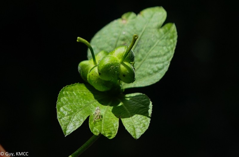 Dalechampia chlorocephala photo 2