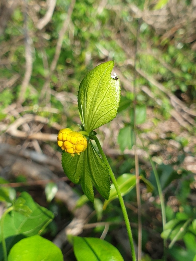Dalechampia chlorocephala photo 4
