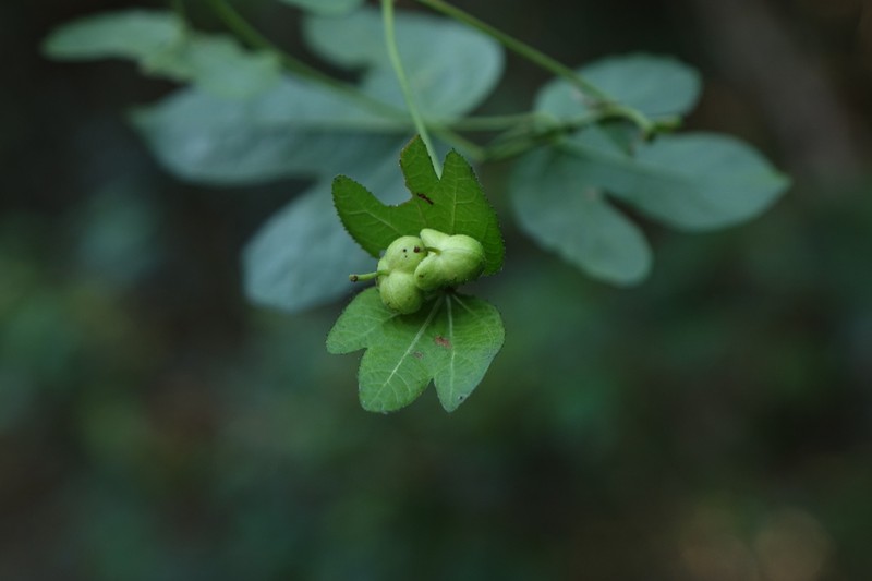 Dalechampia chlorocephala photo 5