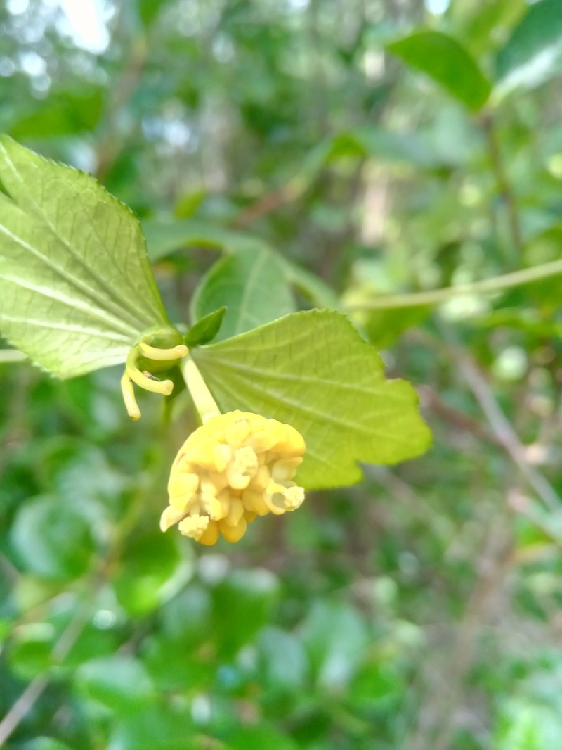 Dalechampia chlorocephala photo 6