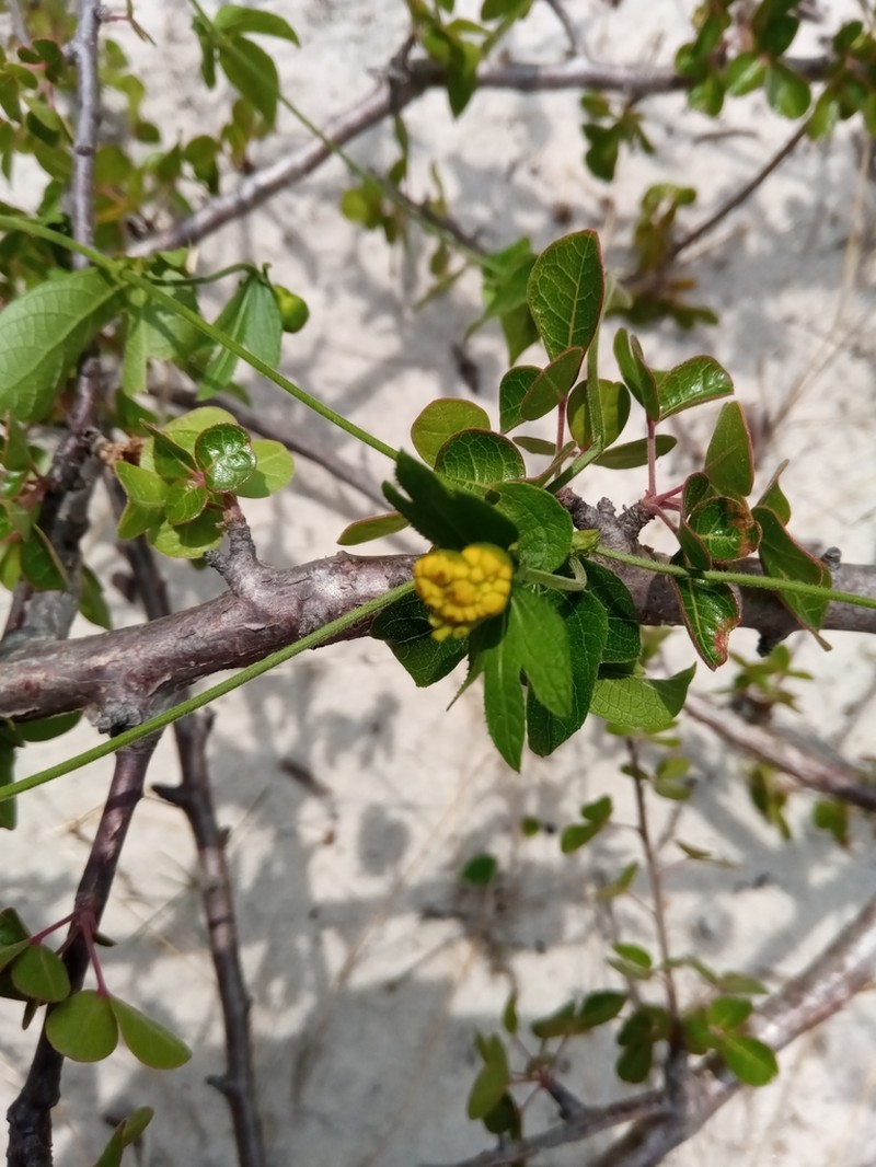 Dalechampia chlorocephala photo 7