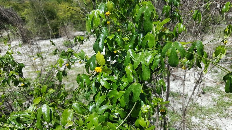 Dalechampia chlorocephala photo 8