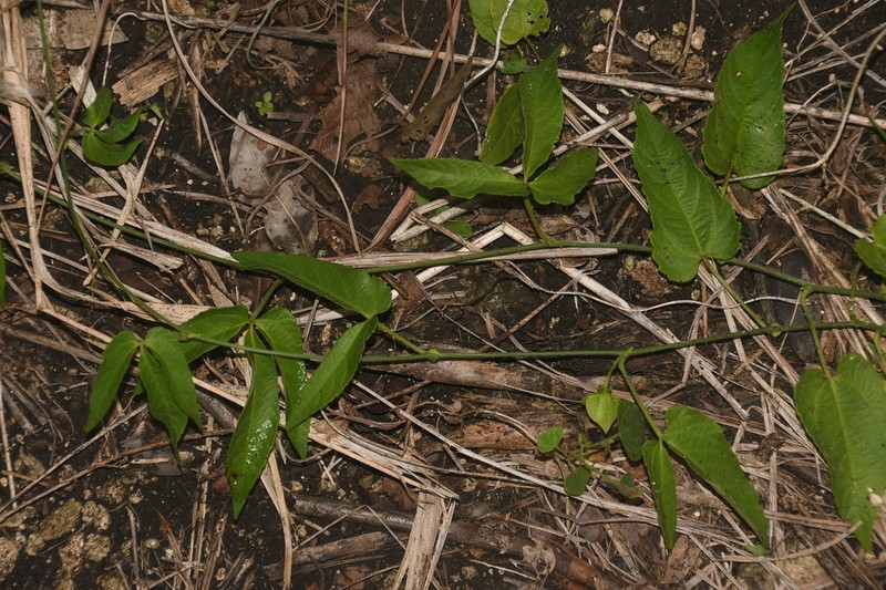 Dalechampia cissifolia