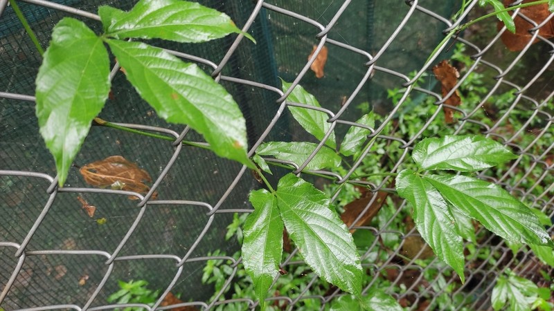 Dalechampia cissifolia photo 2