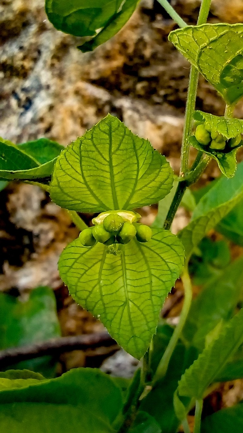 Dalechampia cissifolia photo 3