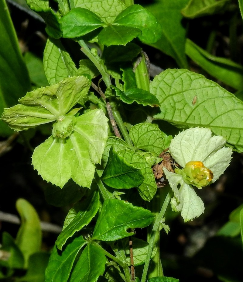 Dalechampia cissifolia photo 4