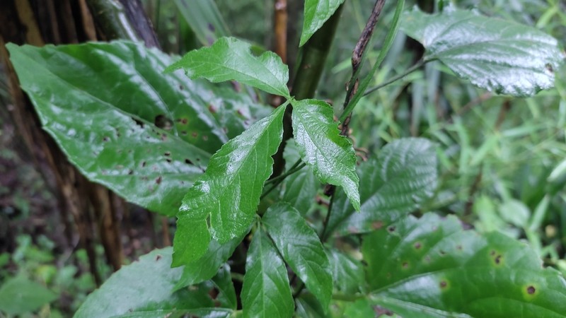 Dalechampia cissifolia photo 5
