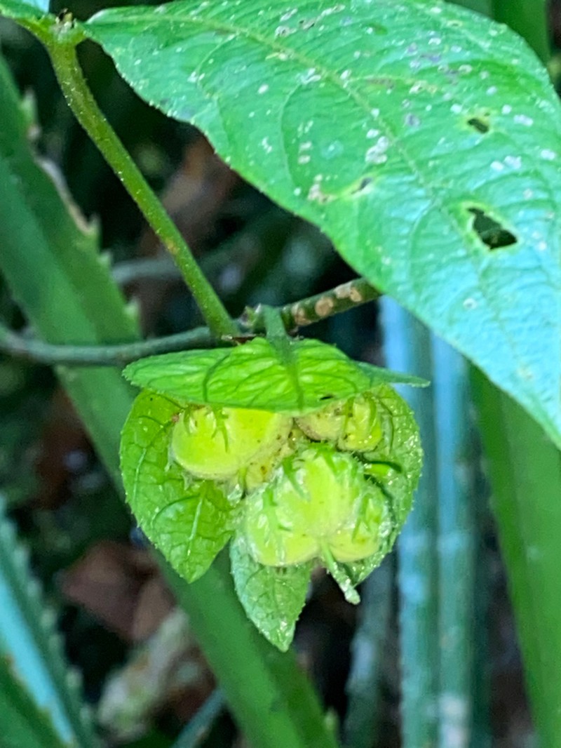 Dalechampia cissifolia photo 7