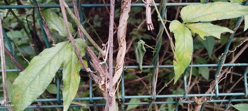 Dalechampia cissifolia photo 8