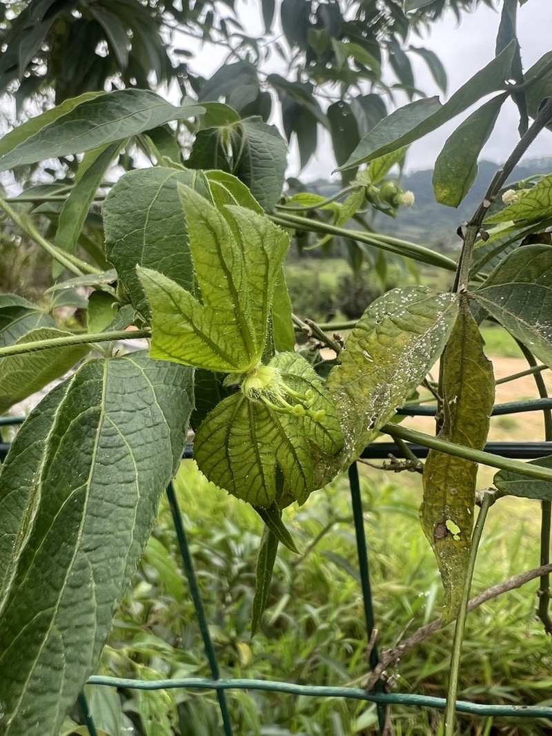 Dalechampia clausseniana
