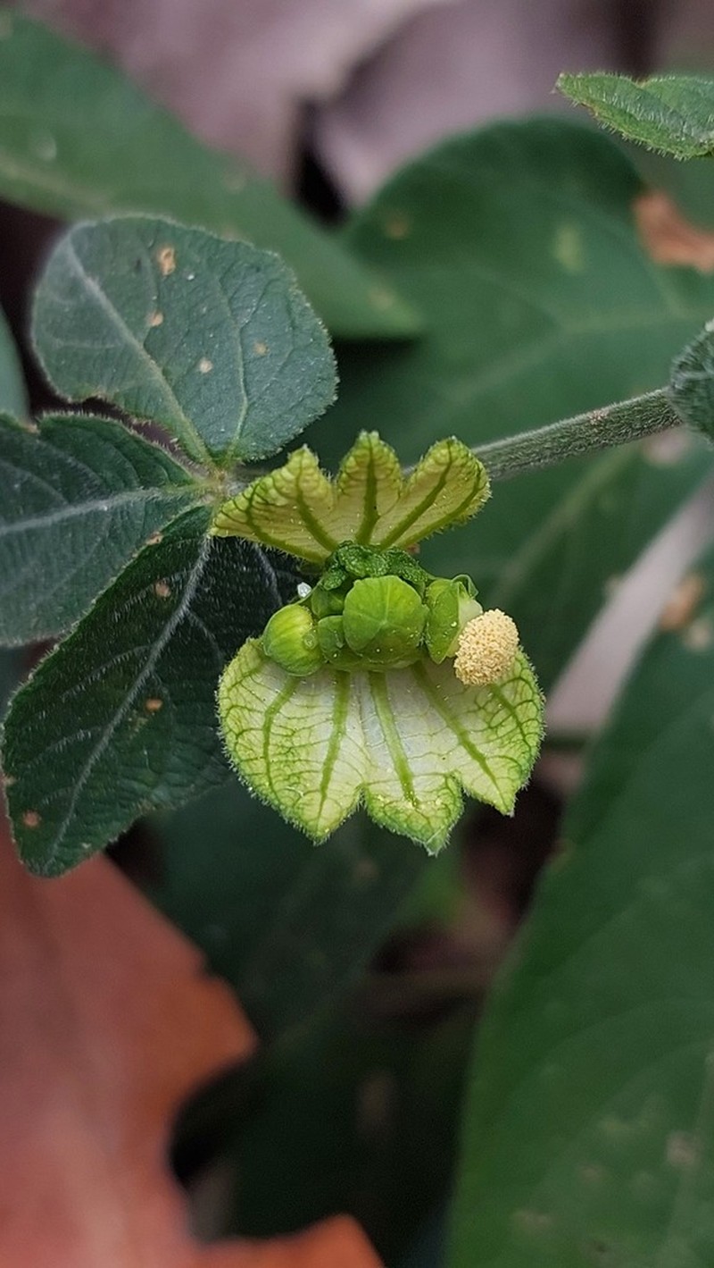 Dalechampia clausseniana photo 2