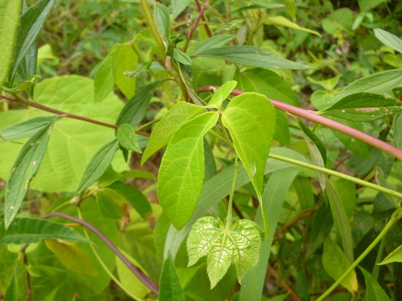 Dalechampia clausseniana photo 3