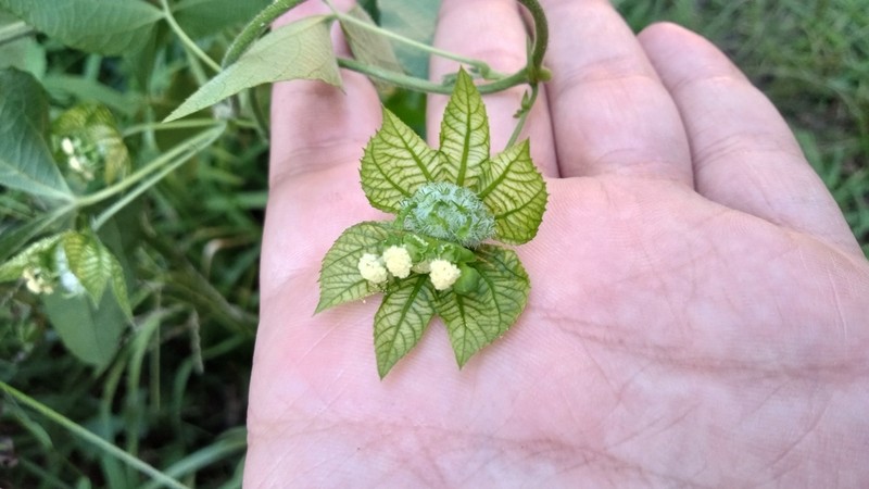 Dalechampia clausseniana photo 4