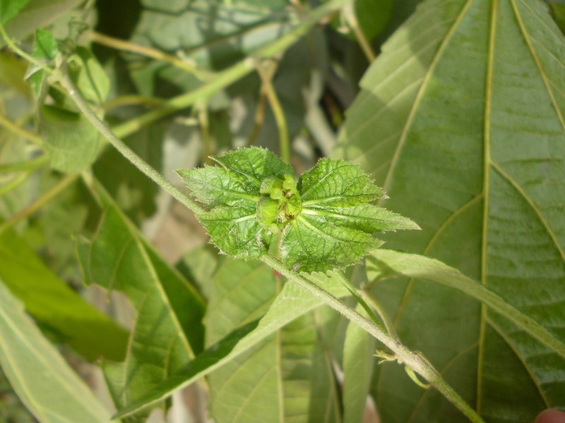 Dalechampia clausseniana photo 5