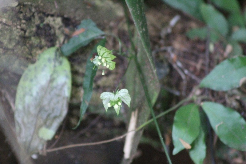 Dalechampia clausseniana photo 6