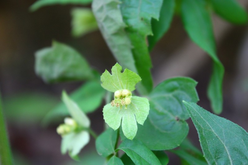 Dalechampia clausseniana photo 7