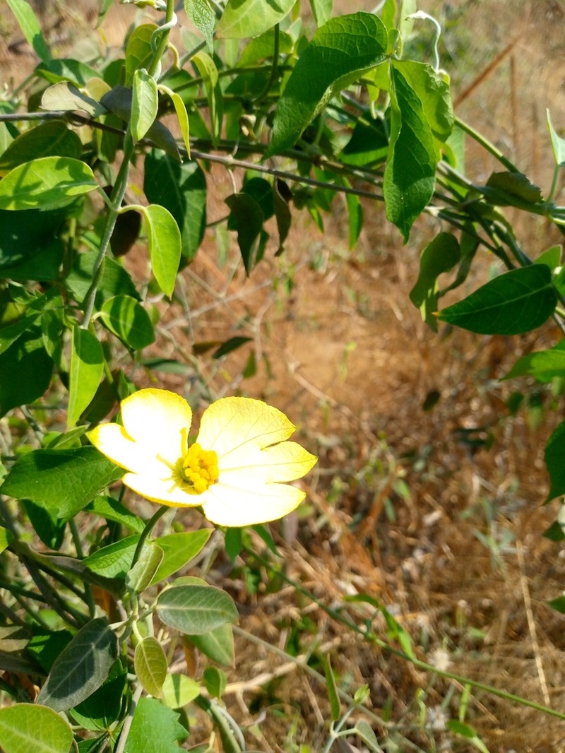 Dalechampia clematidifolia photo 3