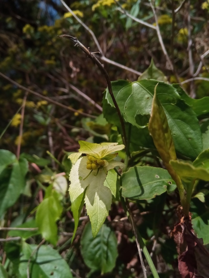 Dalechampia clematidifolia photo 4