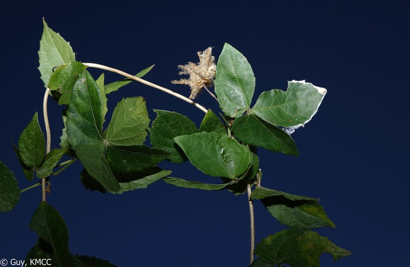 Dalechampia clematidifolia photo 5