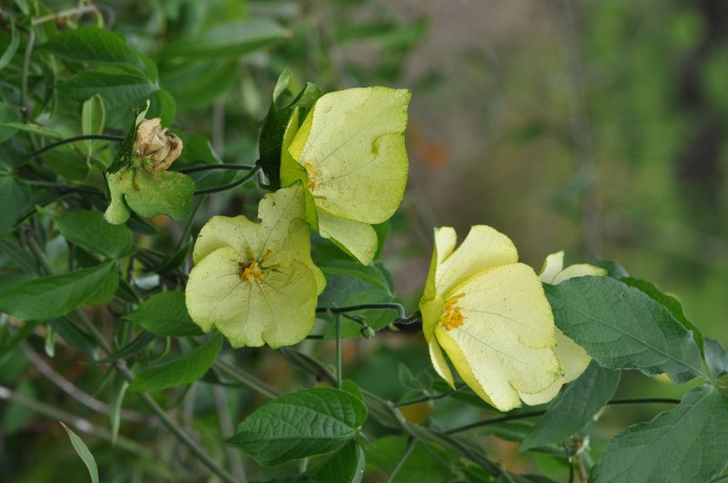 Dalechampia clematidifolia photo 6