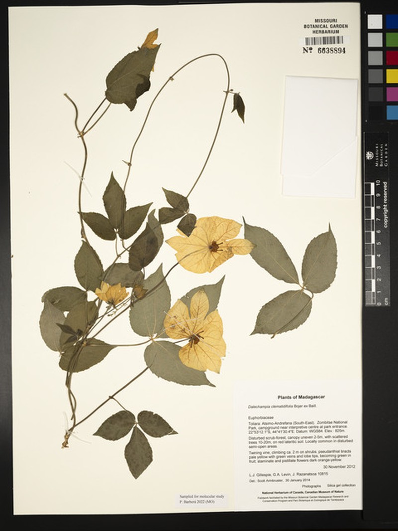 Dalechampia clematidifolia photo 7