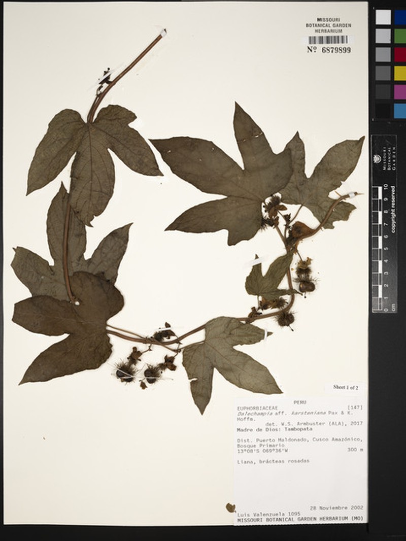 Dalechampia colorata